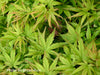 - FOR PICKUP ONLY | Acer palmatum 'Sharp's Pygmy' Dwarf Japanese Maple | DOES NOT SHIP - Mr Maple │ Buy Japanese Maple Trees