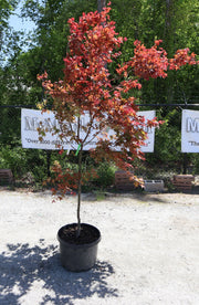 - FOR PICKUP ONLY | Acer palmatum 'Shin deshojo' Red Japanese Maple | DOES NOT SHIP - Mr Maple │ Buy Japanese Maple Trees