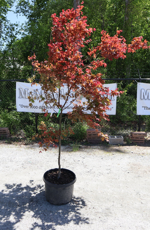 - FOR PICKUP ONLY | Acer palmatum 'Shin deshojo' Red Japanese Maple | DOES NOT SHIP - Mr Maple │ Buy Japanese Maple Trees