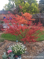 - FOR PICKUP ONLY | Acer palmatum 'Shin deshojo' Red Japanese Maple | DOES NOT SHIP - Mr Maple │ Buy Japanese Maple Trees