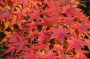 - FOR PICKUP ONLY | Acer palmatum 'Shin deshojo' Red Japanese Maple | DOES NOT SHIP - Mr Maple │ Buy Japanese Maple Trees