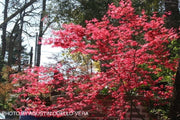 - FOR PICKUP ONLY | Acer palmatum 'Shin deshojo' Red Japanese Maple | DOES NOT SHIP - Mr Maple │ Buy Japanese Maple Trees