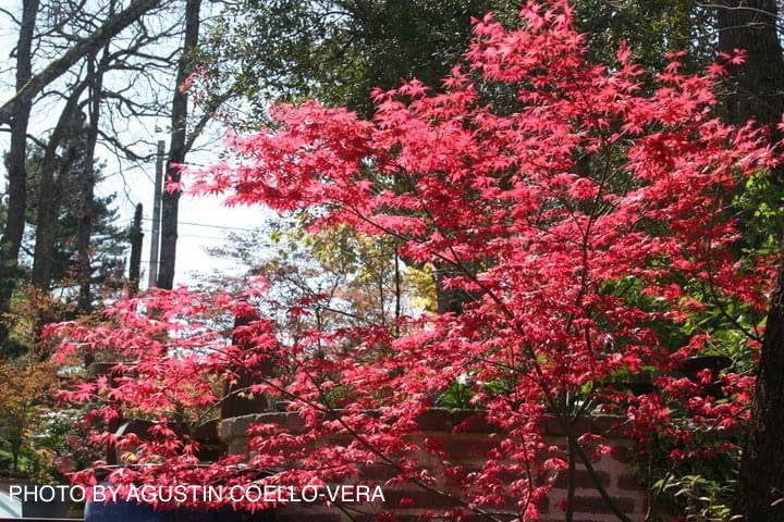 - FOR PICKUP ONLY | Acer palmatum 'Shin deshojo' Red Japanese Maple | DOES NOT SHIP - Mr Maple │ Buy Japanese Maple Trees