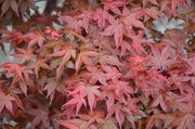 - FOR PICKUP ONLY | Acer palmatum 'Shin deshojo' Red Japanese Maple | DOES NOT SHIP - Mr Maple │ Buy Japanese Maple Trees