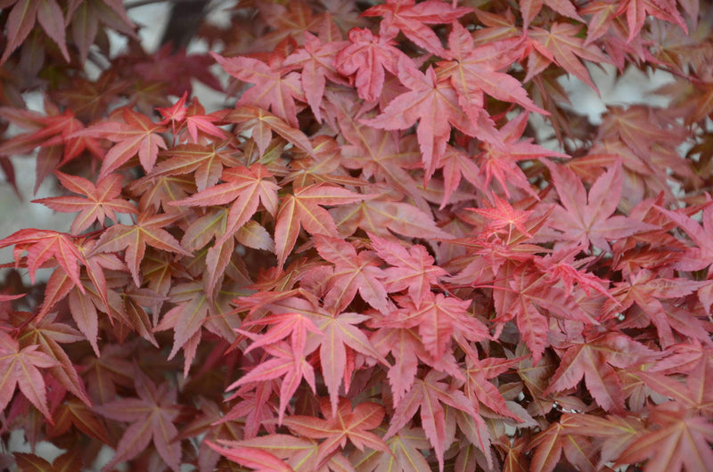 - FOR PICKUP ONLY | Acer palmatum 'Shin deshojo' Red Japanese Maple | DOES NOT SHIP - Mr Maple │ Buy Japanese Maple Trees