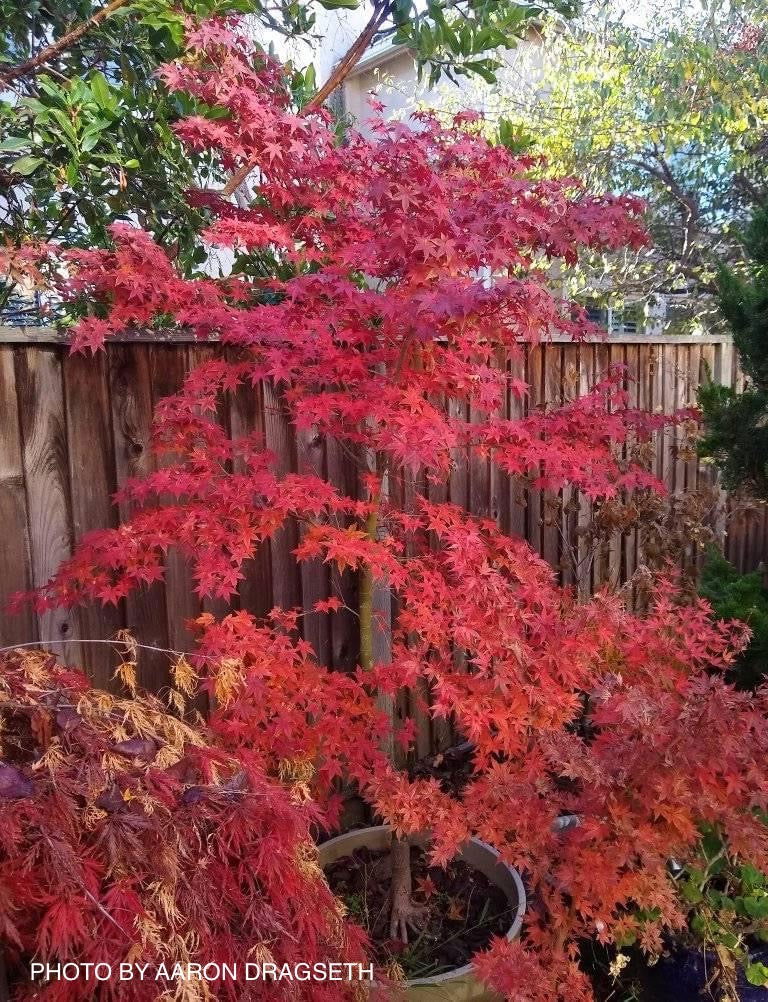 - FOR PICKUP ONLY | Acer palmatum 'Shin deshojo' Red Japanese Maple | DOES NOT SHIP - Mr Maple │ Buy Japanese Maple Trees