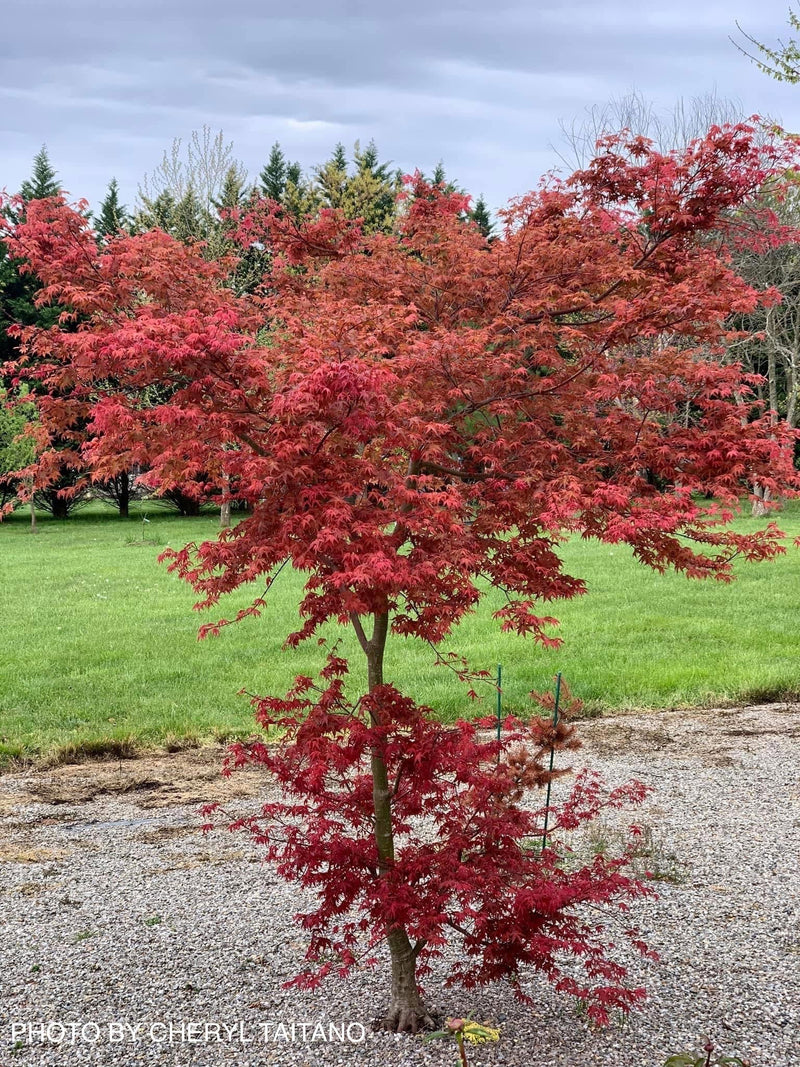- FOR PICKUP ONLY | Acer palmatum 'Shin deshojo' Red Japanese Maple | DOES NOT SHIP - Mr Maple │ Buy Japanese Maple Trees