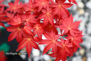 - FOR PICKUP ONLY | Acer palmatum 'Shin deshojo' Red Japanese Maple | DOES NOT SHIP - Mr Maple │ Buy Japanese Maple Trees
