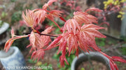 - FOR PICKUP ONLY | Acer palmatum 'Shin deshojo' Red Japanese Maple | DOES NOT SHIP - Mr Maple │ Buy Japanese Maple Trees