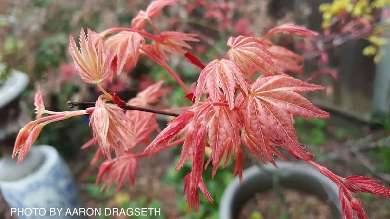 - FOR PICKUP ONLY | Acer palmatum 'Shin deshojo' Red Japanese Maple | DOES NOT SHIP - Mr Maple │ Buy Japanese Maple Trees