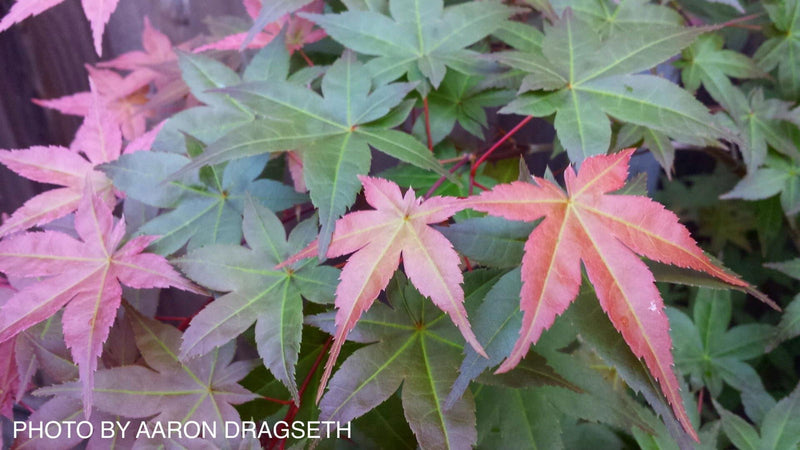 - FOR PICKUP ONLY | Acer palmatum 'Shin deshojo' Red Japanese Maple | DOES NOT SHIP - Mr Maple │ Buy Japanese Maple Trees