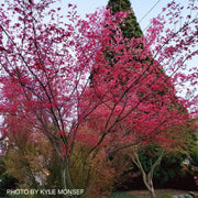 - FOR PICKUP ONLY | Acer palmatum 'Shin deshojo' Red Japanese Maple | DOES NOT SHIP - Mr Maple │ Buy Japanese Maple Trees