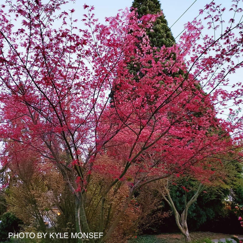 - FOR PICKUP ONLY | Acer palmatum 'Shin deshojo' Red Japanese Maple | DOES NOT SHIP - Mr Maple │ Buy Japanese Maple Trees