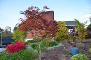 - FOR PICKUP ONLY | Acer palmatum 'Shin deshojo' Red Japanese Maple | DOES NOT SHIP - Mr Maple │ Buy Japanese Maple Trees