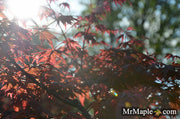 - FOR PICKUP ONLY | Acer palmatum 'Shin deshojo' Red Japanese Maple | DOES NOT SHIP - Mr Maple │ Buy Japanese Maple Trees