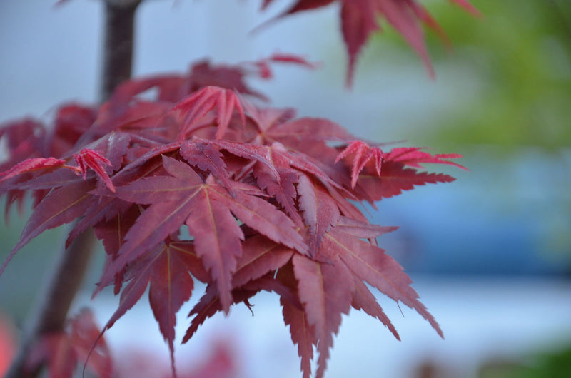 - FOR PICKUP ONLY | Acer palmatum 'Shin deshojo' Red Japanese Maple | DOES NOT SHIP - Mr Maple │ Buy Japanese Maple Trees