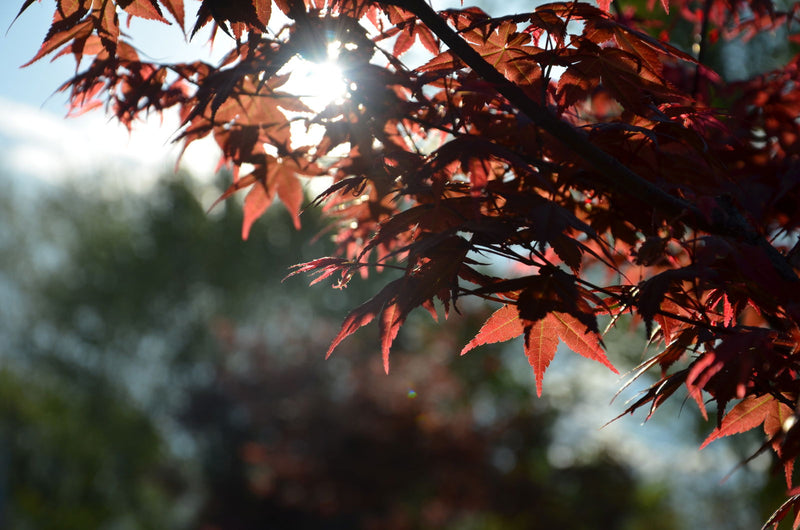 - FOR PICKUP ONLY | Acer palmatum 'Shin deshojo' Red Japanese Maple | DOES NOT SHIP - Mr Maple │ Buy Japanese Maple Trees
