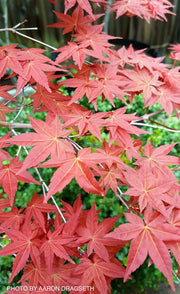 - FOR PICKUP ONLY | Acer palmatum 'Shin deshojo' Red Japanese Maple | DOES NOT SHIP - Mr Maple │ Buy Japanese Maple Trees