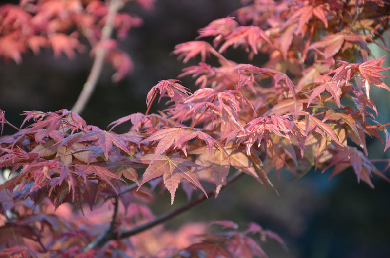 - FOR PICKUP ONLY | Acer palmatum 'Shin deshojo' Red Japanese Maple | DOES NOT SHIP - Mr Maple │ Buy Japanese Maple Trees