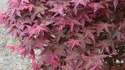 - FOR PICKUP ONLY | Acer palmatum 'Shin deshojo' Red Japanese Maple | DOES NOT SHIP - Mr Maple │ Buy Japanese Maple Trees