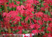 - FOR PICKUP ONLY | Acer palmatum 'Shin deshojo' Red Japanese Maple | DOES NOT SHIP - Mr Maple │ Buy Japanese Maple Trees