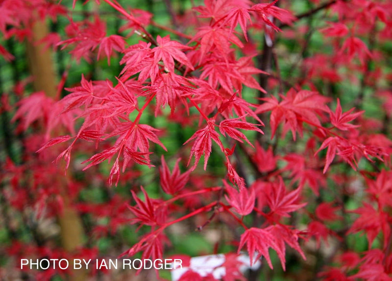 - FOR PICKUP ONLY | Acer palmatum 'Shin deshojo' Red Japanese Maple | DOES NOT SHIP - Mr Maple │ Buy Japanese Maple Trees
