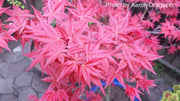 - FOR PICKUP ONLY | Acer palmatum 'Shin deshojo' Red Japanese Maple | DOES NOT SHIP - Mr Maple │ Buy Japanese Maple Trees