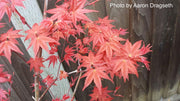 - FOR PICKUP ONLY | Acer palmatum 'Shin deshojo' Red Japanese Maple | DOES NOT SHIP - Mr Maple │ Buy Japanese Maple Trees