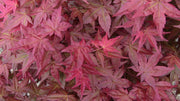 - FOR PICKUP ONLY | Acer palmatum 'Shin deshojo' Red Japanese Maple | DOES NOT SHIP - Mr Maple │ Buy Japanese Maple Trees