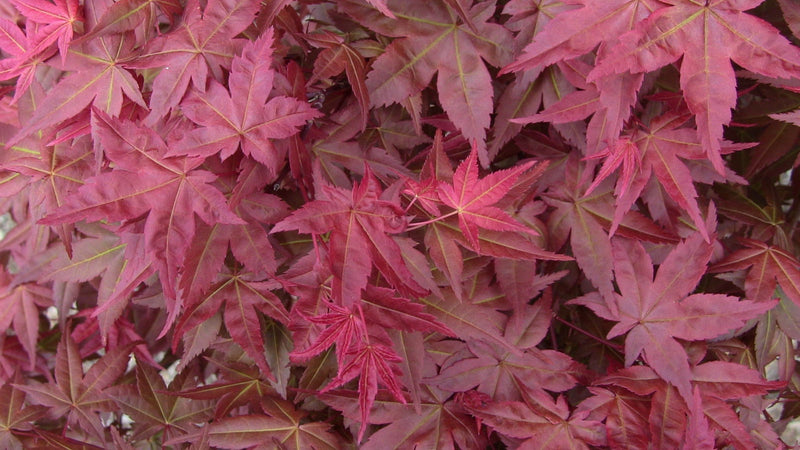 - FOR PICKUP ONLY | Acer palmatum 'Shin deshojo' Red Japanese Maple | DOES NOT SHIP - Mr Maple │ Buy Japanese Maple Trees