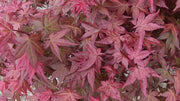 - FOR PICKUP ONLY | Acer palmatum 'Shin deshojo' Red Japanese Maple | DOES NOT SHIP - Mr Maple │ Buy Japanese Maple Trees