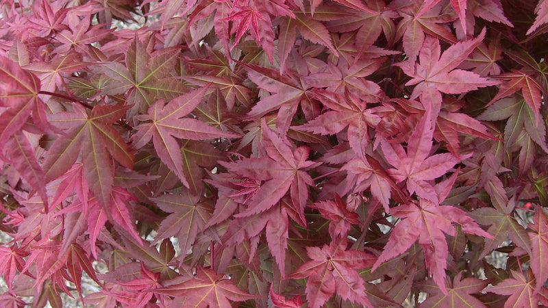 - FOR PICKUP ONLY | Acer palmatum 'Shin deshojo' Red Japanese Maple | DOES NOT SHIP - Mr Maple │ Buy Japanese Maple Trees