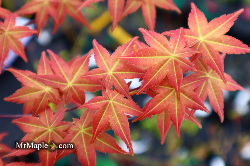 - FOR PICKUP ONLY | Acer palmatum 'Shin deshojo' Red Japanese Maple | DOES NOT SHIP - Mr Maple │ Buy Japanese Maple Trees