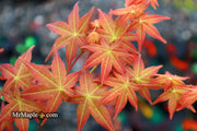 - FOR PICKUP ONLY | Acer palmatum 'Shin deshojo' Red Japanese Maple | DOES NOT SHIP - Mr Maple │ Buy Japanese Maple Trees