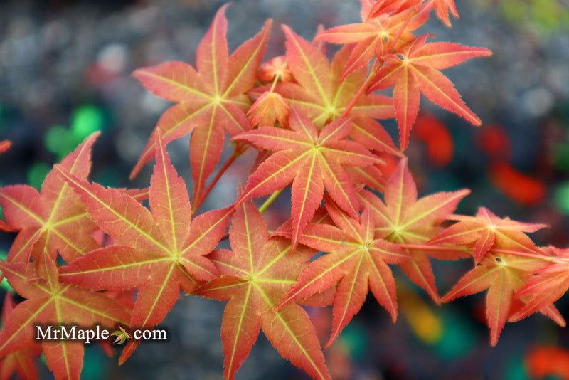 - FOR PICKUP ONLY | Acer palmatum 'Shin deshojo' Red Japanese Maple | DOES NOT SHIP - Mr Maple │ Buy Japanese Maple Trees
