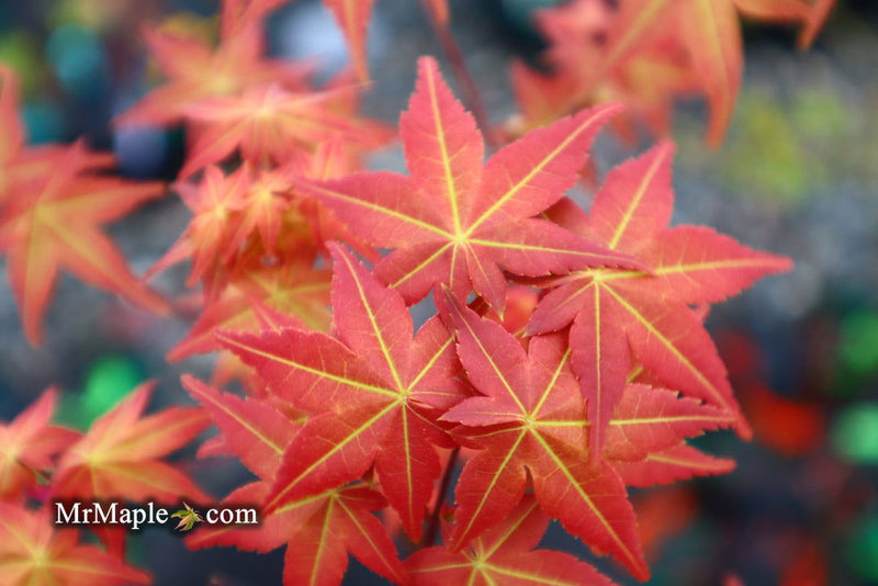 - FOR PICKUP ONLY | Acer palmatum 'Shin deshojo' Red Japanese Maple | DOES NOT SHIP - Mr Maple │ Buy Japanese Maple Trees