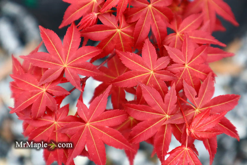 - FOR PICKUP ONLY | Acer palmatum 'Shin deshojo' Red Japanese Maple | DOES NOT SHIP - Mr Maple │ Buy Japanese Maple Trees