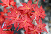 - FOR PICKUP ONLY | Acer palmatum 'Shin deshojo' Red Japanese Maple | DOES NOT SHIP - Mr Maple │ Buy Japanese Maple Trees