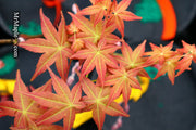- FOR PICKUP ONLY | Acer palmatum 'Shin deshojo' Red Japanese Maple | DOES NOT SHIP - Mr Maple │ Buy Japanese Maple Trees