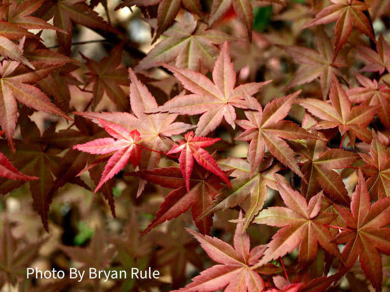 - FOR PICKUP ONLY | Acer palmatum 'Shin deshojo' Red Japanese Maple | DOES NOT SHIP - Mr Maple │ Buy Japanese Maple Trees