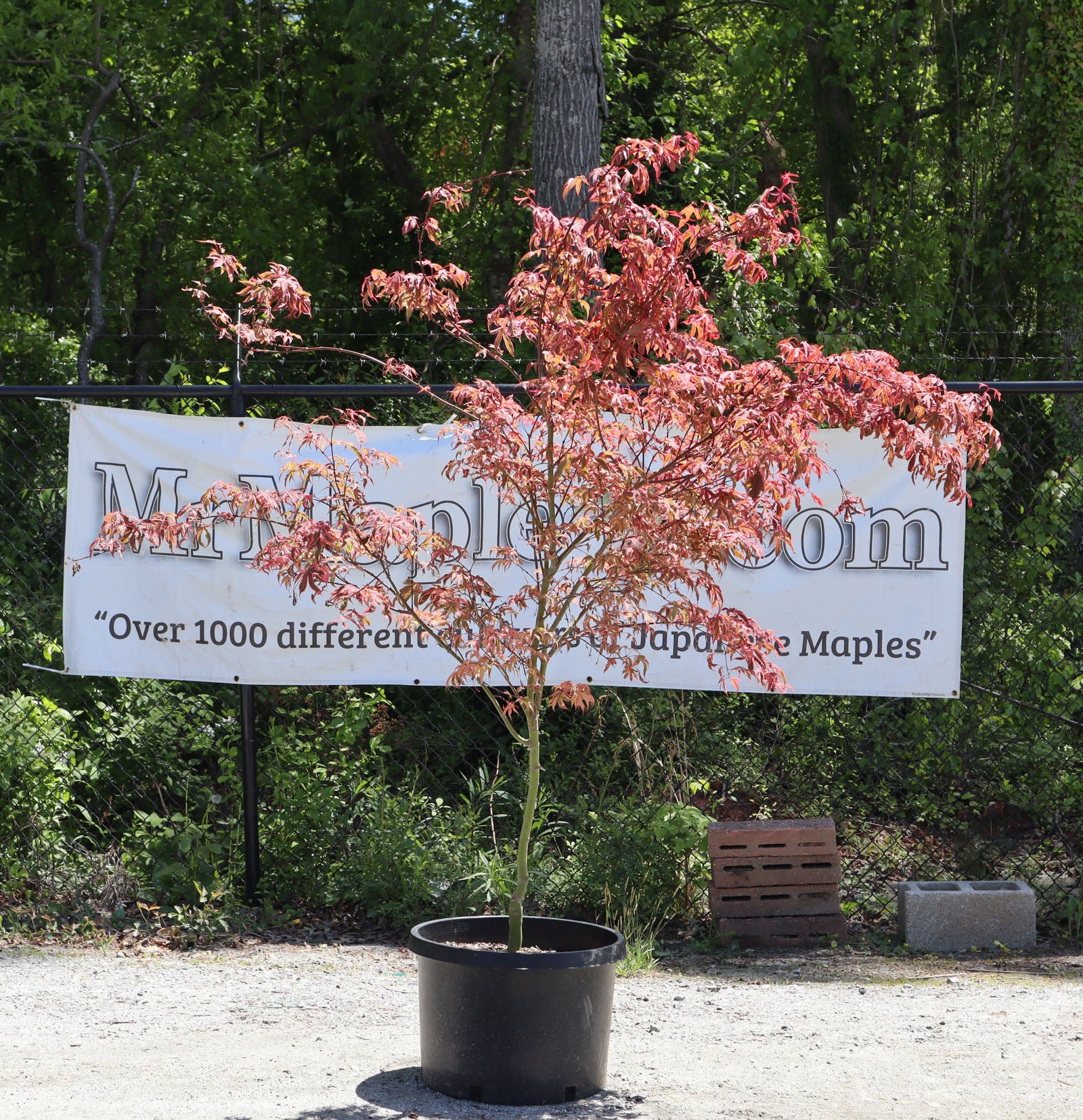 Buy Acer palmatum 'Shirazz' Japanese Maple — Mr Maple │ Buy