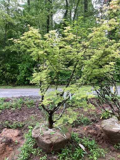 - FOR PICKUP ONLY | Acer palmatum 'Sister Ghost' Japanese Maple | DOES NOT SHIP - Mr Maple │ Buy Japanese Maple Trees
