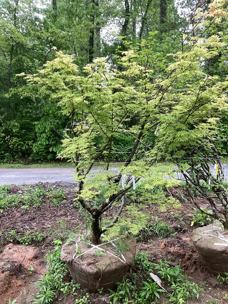 - FOR PICKUP ONLY | Acer palmatum 'Sister Ghost' Japanese Maple | DOES NOT SHIP - Mr Maple │ Buy Japanese Maple Trees