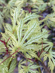 - FOR PICKUP ONLY | Acer palmatum 'Sister Ghost' Japanese Maple | DOES NOT SHIP - Mr Maple │ Buy Japanese Maple Trees