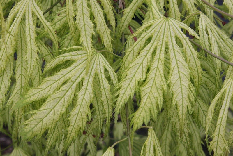- FOR PICKUP ONLY | Acer palmatum 'Sister Ghost' Japanese Maple | DOES NOT SHIP - Mr Maple │ Buy Japanese Maple Trees