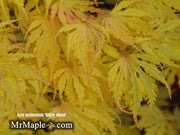 - FOR PICKUP ONLY | Acer palmatum 'Sister Ghost' Japanese Maple | DOES NOT SHIP - Mr Maple │ Buy Japanese Maple Trees