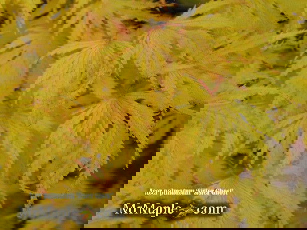 - FOR PICKUP ONLY | Acer palmatum 'Sister Ghost' Japanese Maple | DOES NOT SHIP - Mr Maple │ Buy Japanese Maple Trees