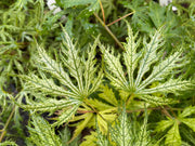 - FOR PICKUP ONLY | Acer palmatum 'Sister Ghost' Japanese Maple | DOES NOT SHIP - Mr Maple │ Buy Japanese Maple Trees