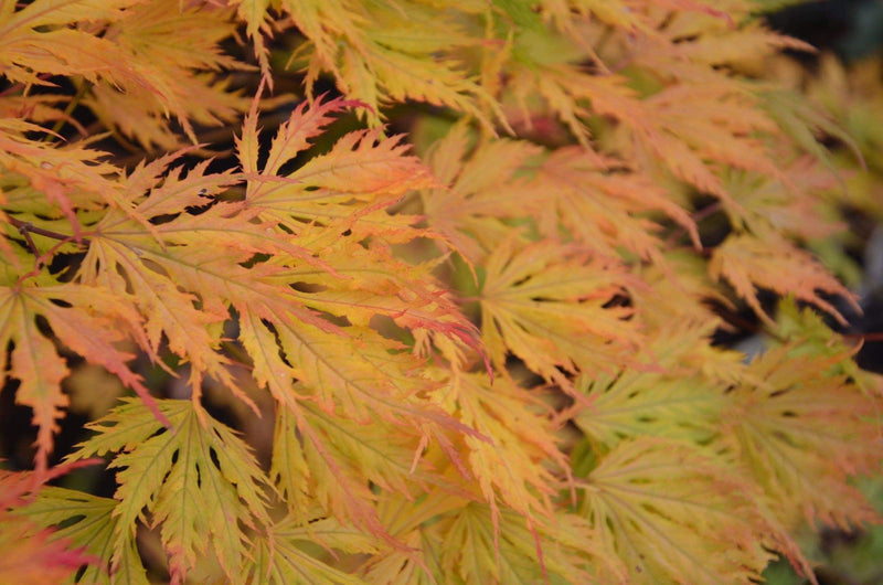 - FOR PICKUP ONLY | Acer palmatum 'Sister Ghost' Japanese Maple | DOES NOT SHIP - Mr Maple │ Buy Japanese Maple Trees