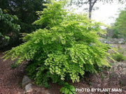 - FOR PICKUP ONLY | Acer palmatum 'Sister Ghost' Japanese Maple | DOES NOT SHIP - Mr Maple │ Buy Japanese Maple Trees